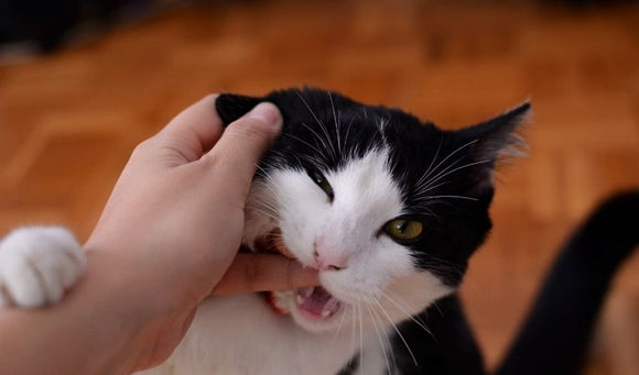 Cat bite