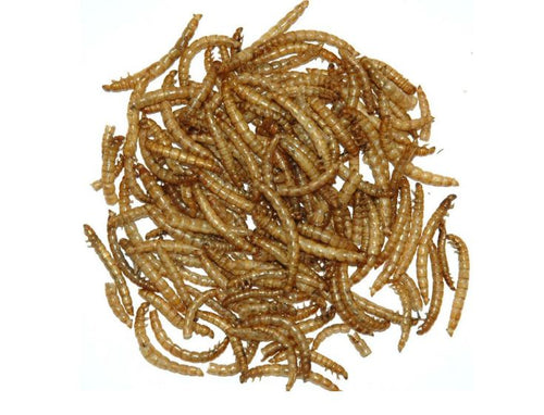 Garden Fresh 11# Mealworms (11#)