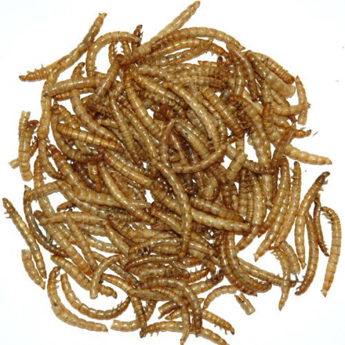 Garden Fresh 2# Mealworms (2 LB)