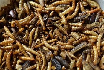 Garden Fresh Mealworms and Soldier Fly Mix (1 LB)