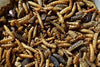 Garden Fresh Mealworms and Soldier Fly Mix