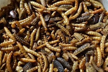 Garden Fresh 1# Garden Fresh Mealworms and Soldier Fly Mix