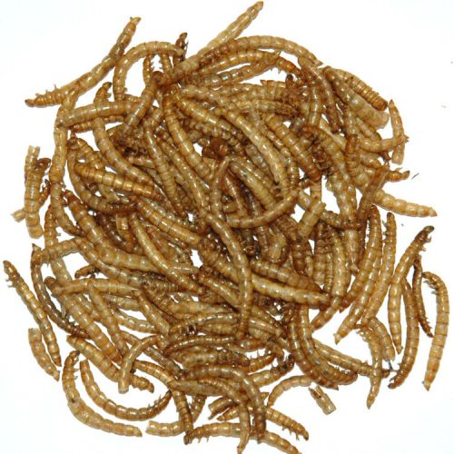 Garden Fresh 1# Mealworms