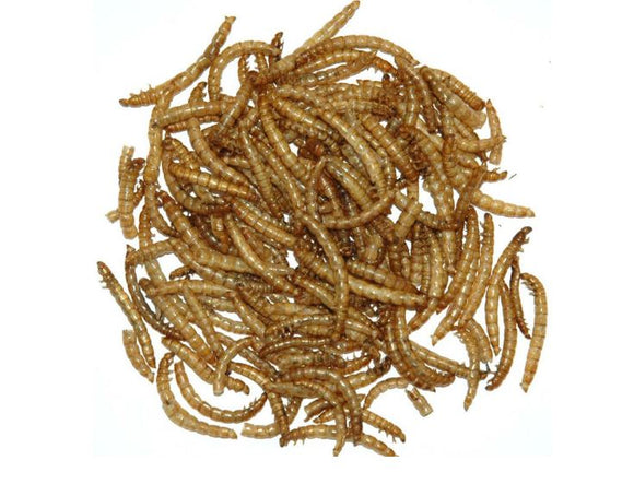 Garden Fresh 11# Mealworms