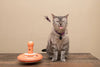 Hero Nala Butterfly Teazer Cat Toy