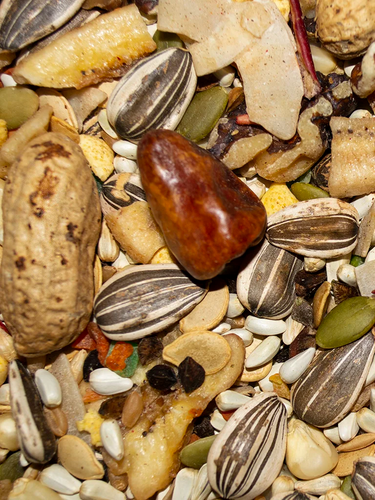 Volkman Seed Factory Avian Science Super Parrot