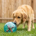 KONG Jumbler Jacks Ball, Assorted Colors Dog Toy