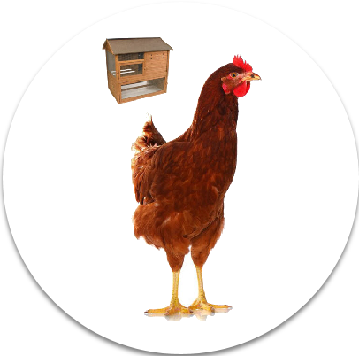 Chicken Feed and Supplies